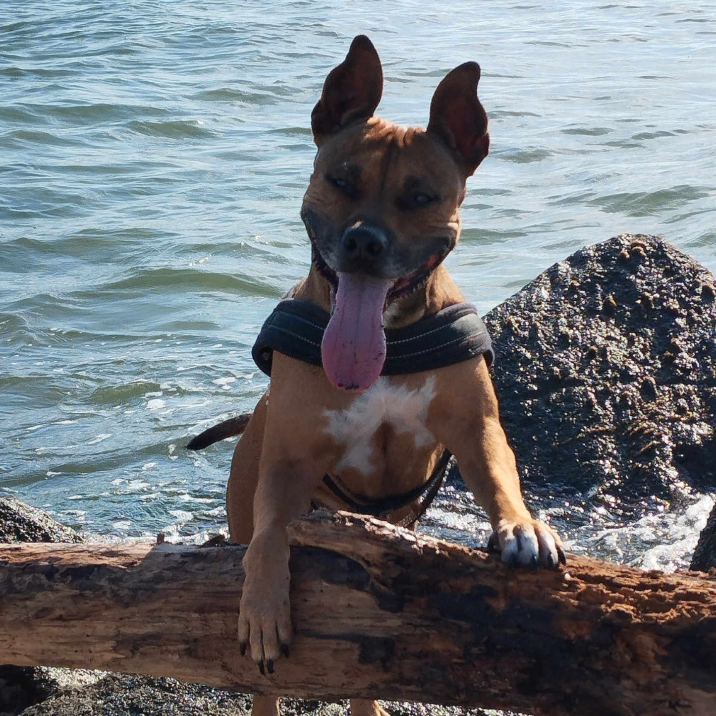 Roska participe au concours pour gagner de l'argent avec cette photo : animal, brown_dog, canine, daytime, dog, driftwood, ears, happy, nature, outdoor, pet, playful, rocks, shore, standing, sunlight, tongue, tongue_out, water, wet