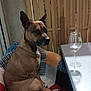 brown_dog, calm, chair, dog, domestic, ear_up, furniture, indoor, patchwork, paw, pet, quiet, relaxed, seated, shadow, side_view, snout, table, wine_glass, wooden_fence