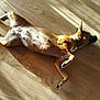 animal, brown_dog, canine, dog, domestic_animal, floor, fur, indoor, lying_down, mammal, napping, paw, pet, quiet, relaxed, resting, shadow, sleeping, sunlight, wooden_floor