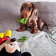 Gaston participe au concours pour gagner de l'argent avec cette photo : dog, dachshund, puppy, pet, brown_fur, long_hair, floppy_ears, wide_eyes, lettuce, vegetable, toy, plush_toy, mickey_mouse, couch, sofa, indoor, home, sitting, funny, portrait