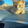 cat, orange_tabby, dashboard, car_interior, sunlight, relaxed, feline, pet, animal, whiskers, ears, nose, paw, window, blue_sky, vehicle, transport, parked_car, daytime, closeup