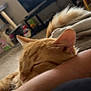 Juice World joined the competition — help win amazing prizes! cat, orange_cat, sleeping, arm, indoor, cozy, furniture, television, carpet, blurred_background, tail, pet, resting, domestic_animal, home, relaxation, close_up, person, living_room, comfort