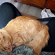 Juice World joined the competition — help win amazing prizes! cat, ginger_cat, sleeping, lap, person, black_pants, green_shirt, patterned_clothing, wooden_dresser, floor, white_sneakers, indoor, cozy, relaxed, pet, fur, tail, whiskers, resting, home