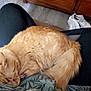 cat, ginger_cat, sleeping, lap, person, black_pants, green_shirt, patterned_clothing, wooden_dresser, floor, white_sneakers, indoor, cozy, relaxed, pet, fur, tail, whiskers, resting, home