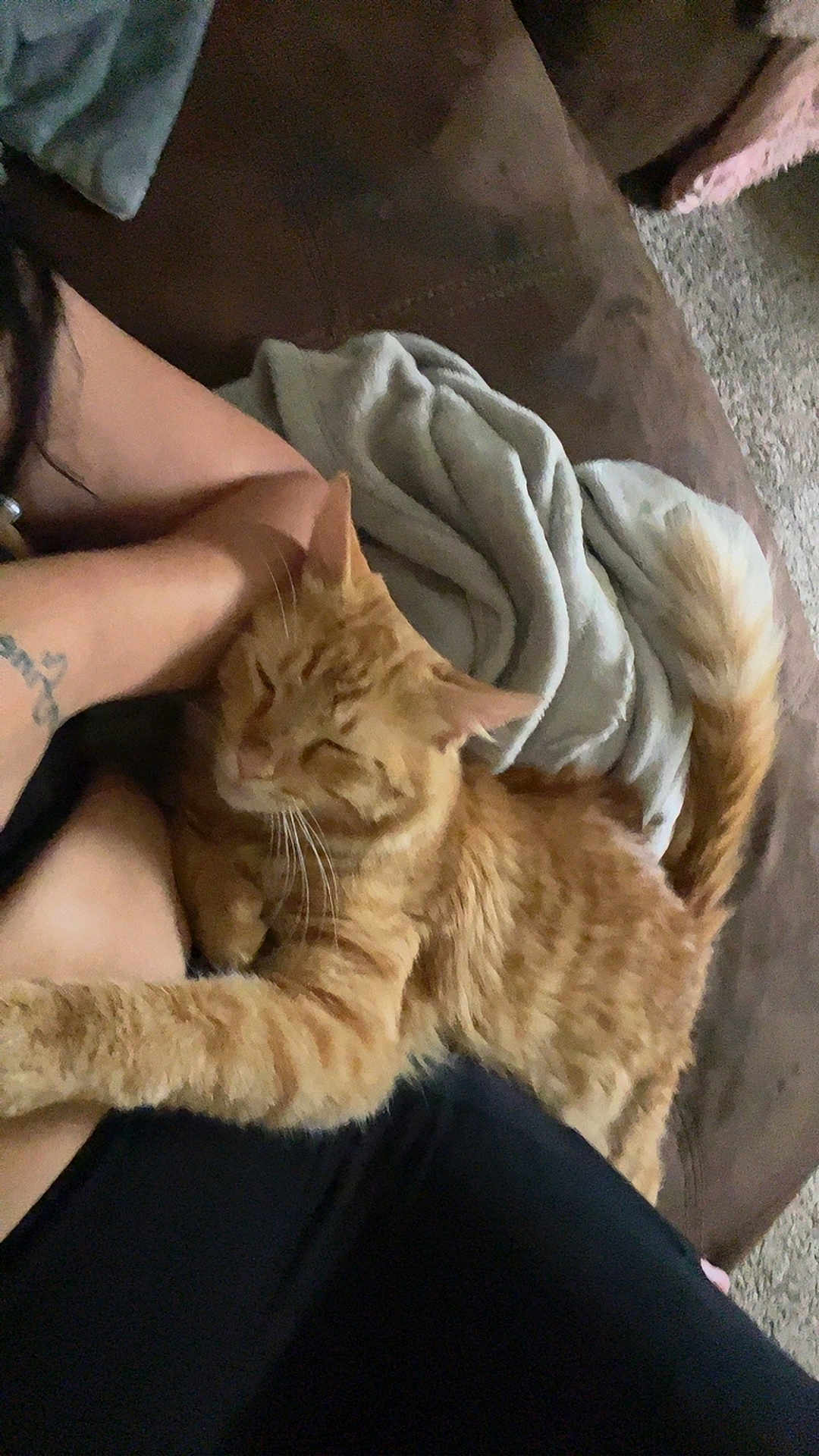 Juice World joined the competition — help win amazing prizes! cat, ginger_cat, pet, feline, arm, couch, blanket, fur, tail, indoor, relaxing, sleepy, cozy, comfort, animal, tabby, resting, human_arm, living_room, close_up