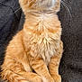 cat, kitten, orange_tabby, fluffy_fur, whiskers, sitting, looking_up, curious, pet, animal, feline, domestic_cat, soft_fur, young_cat, indoor, cozy, blanket, close_up, cute, adorable