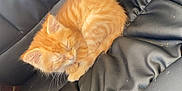 Juice World is registered to the contest to win money with this photo: kitten, cat, orange_cat, sleeping, curled_up, leather_chair, black_leather, pet, animal, cute, small, fur, whiskers, indoor, resting, feline, nap, cozy, comfort, soft