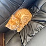 kitten, cat, orange_cat, sleeping, curled_up, leather_chair, black_leather, pet, animal, cute, small, fur, whiskers, indoor, resting, feline, nap, cozy, comfort, soft