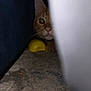 cat, orange_tabby, peeking, toy, yellow, hiding, curious, indoor, furniture, shadow, carpet, closeup, whiskers, paw, nose, face, cute, animal, pet, playful