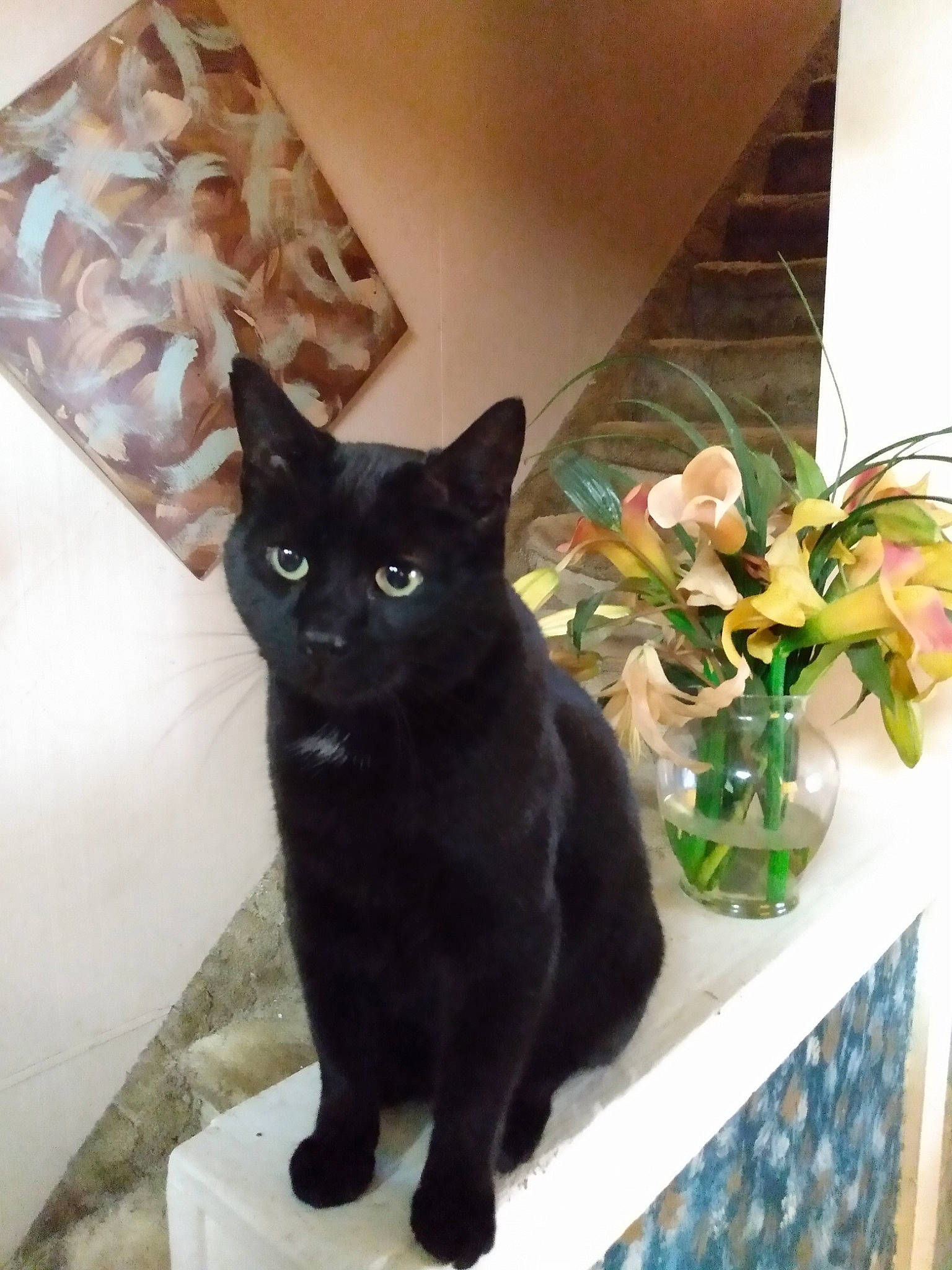 Boo-boo joined the competition — help win amazing prizes! artificial_flower, black_cat, bombay, carnivore, cat, domestic_short_haired_cat, felidae, floral_design, flower, flower_arranging, flowerpot, fur, houseplant, plant, rose, small_to_medium_sized_cats, snapshot, snout, tail, whiskers