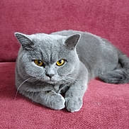 Zara participe au concours pour gagner de l'argent avec cette photo : cat, gray_cat, feline, pet, animal, indoor, couch, pink_couch, fur, whiskers, yellow_eyes, relaxed, lying_down, close_up, domestic_cat, mammal, cute, portrait, resting, soft_texture
