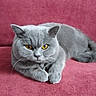 cat, gray_cat, feline, pet, animal, indoor, couch, pink_couch, fur, whiskers, yellow_eyes, relaxed, lying_down, close_up, domestic_cat, mammal, cute, portrait, resting, soft_texture