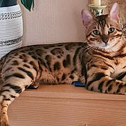 Whiskhy participe au concours pour gagner de l'argent avec cette photo : bengal_cat, cat, feline, pet, animal, spotted_coat, relaxed, indoor, wooden_surface, plant, pot, green_leaves, decor, woven_wall_hanging, resting, looking_at_camera, ears_up, striped_tail, domestic_cat, houseplant
