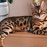 bengal_cat, cat, feline, pet, animal, spotted_coat, relaxed, indoor, wooden_surface, plant, pot, green_leaves, decor, woven_wall_hanging, resting, looking_at_camera, ears_up, striped_tail, domestic_cat, houseplant