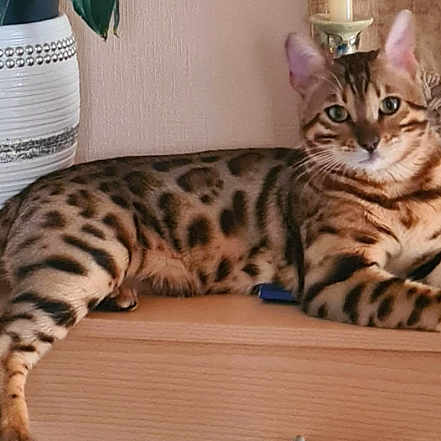 Whiskhy