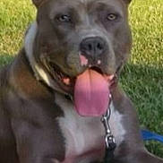 Sasha is registered to the contest to win money with this photo: dog, tongue, grass, outdoor, pet, canine, collar, leash, happy, animal, muzzle, ears, portrait, summer, playful, resting, brown, white, closeup, background