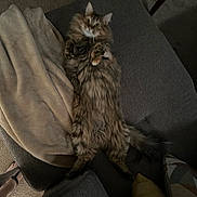 Grey is registered to the contest to win money with this photo: cat, tabby, fluffy, couch, blanket, paws, fur, indoor, relaxed, pet, animal, laying_down, wide_eyes, tail, cozy, carpet, furniture, footwear, human_foot, domestic