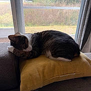 Harley joined the competition — help win amazing prizes! cat, tabby, sleeping, cushion, yellow_pillow, indoor, window, relaxing, feline, pet, cozy, resting, fur, whiskers, paw, curled_up, soft_texture, natural_light, home, quiet