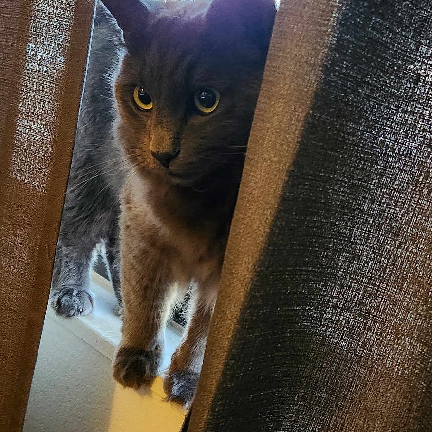 Blue is registered to the contest to win money with this photo: animal, cat, cozy, curious, curtains, ears, feline, fur, gray_cat, house, indoor, light, looking, pet, playful, shadow, silhouette, whiskers, wide_eyes, windowsill