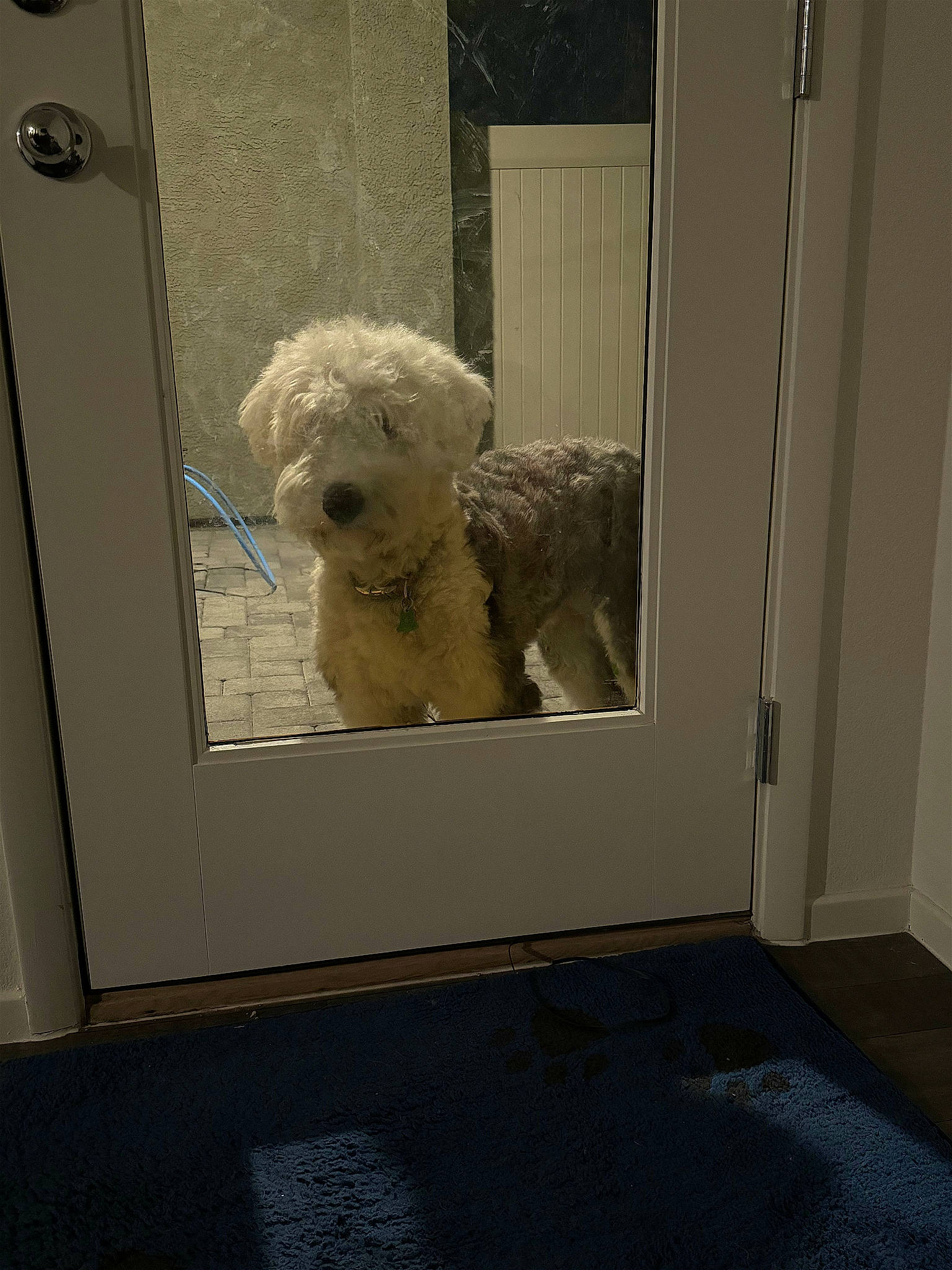 Karam joined the competition — help win amazing prizes! canidae, carnivore, companion_dog, dog, dog_breed, door, flooring, fur, labradoodle, room, small_terrier, snout, sporting_group, stuffed_toy, terrier, toy, toy_dog, water_dog, wood, working_animal