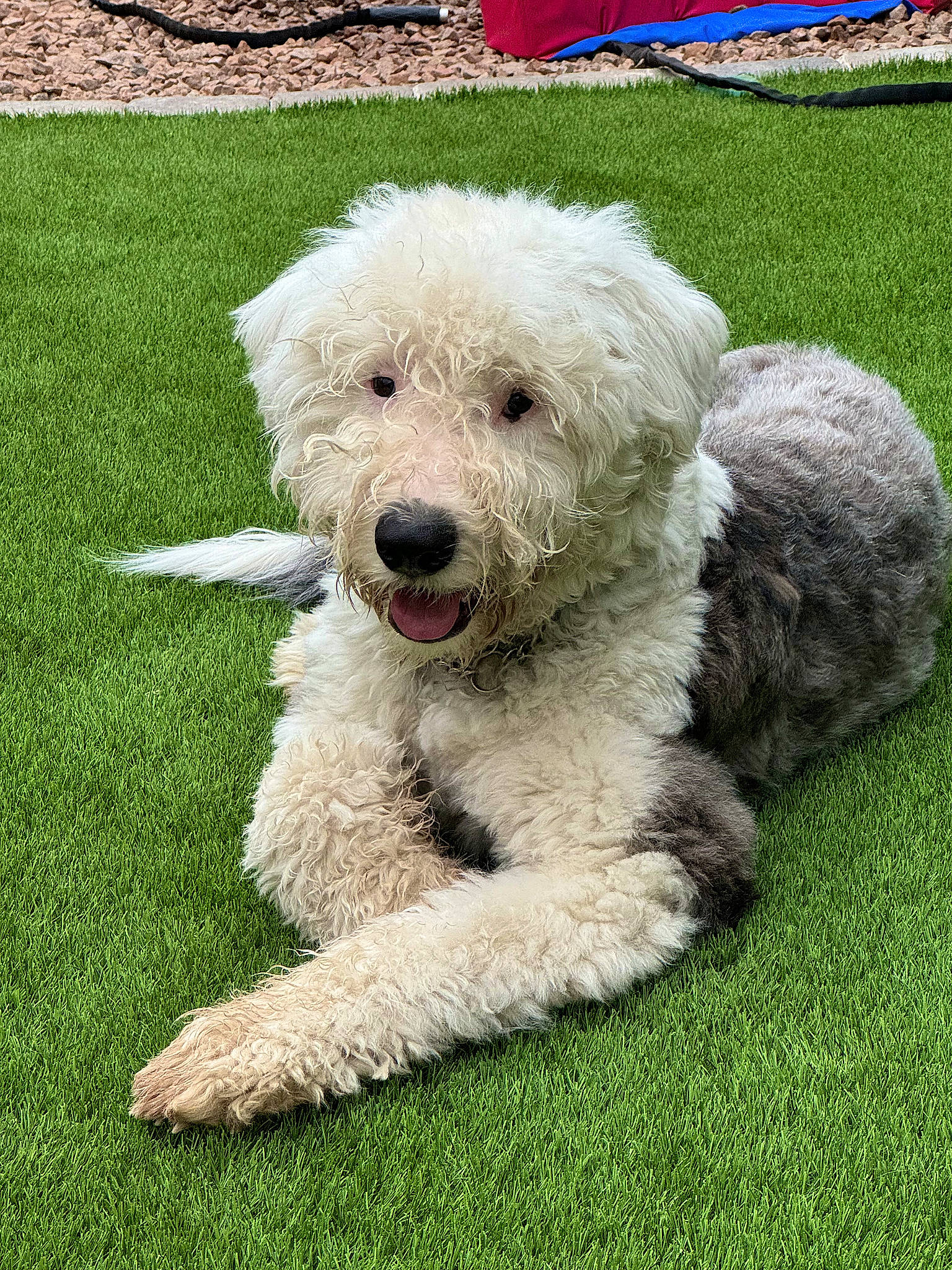 Karam is registered to the contest to win money with this photo: canidae, carnivore, companion_dog, dog, dog_breed, fur, grass, labradoodle, maltepoo, non_sporting_group, poodle, poodle_crossbreed, small_terrier, snout, sporting_group, terrestrial_animal, terrier, toy_dog, water_dog, working_animal