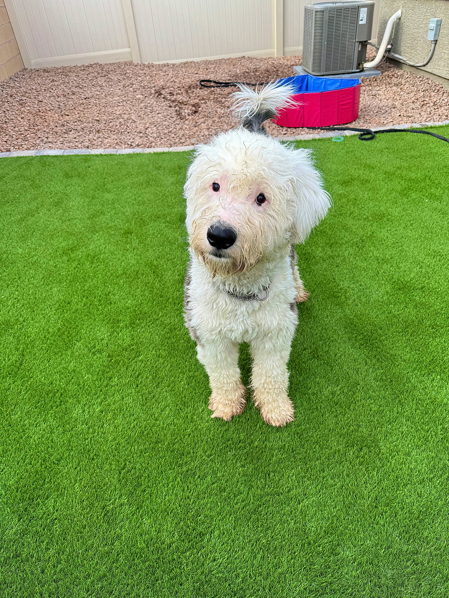 Karam is registered to the contest to win money with this photo: canidae, carnivore, companion_dog, dog, dog_breed, dog_collar, flooring, giant_dog_breed, grass, maltepoo, plant, poodle, shrub, small_terrier, snout, sporting_group, terrier, toy_dog, water_dog, working_animal
