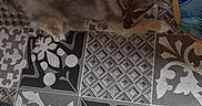 Bingo participe au concours pour gagner de l'argent avec cette photo : animal, colorful_fabric, cozy, dark, dog, ears, floor, fur, home, indoor, light, lying_down, pattern, paw, pet, relaxed, resting, shadow, tile_pattern, top_view