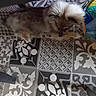animal, colorful_fabric, cozy, dark, dog, ears, floor, fur, home, indoor, light, lying_down, pattern, paw, pet, relaxed, resting, shadow, tile_pattern, top_view