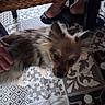 Bingo participe au concours pour gagner de l'argent avec cette photo : black_nose, brown_dog, cozy, curious, dog, ears, floor, fluffy, footwear, furniture, hand, home, indoor, looking_up, patterned_floor, petting, puppy, slippers, tile, woven_table
