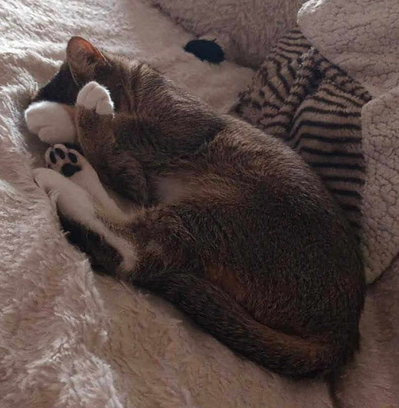 Suki a rejoint le concours — aidez-le/la à gagner de superbes lots ! abyssinian, animal, blanket, cat, couch, egyptiancat, furniture, kitten, person, pet, quilt, sleeping
