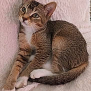 Suki a rejoint le concours — aidez-le/la à gagner de superbes lots ! abyssinian, animal, cat, kitten, manx, pet