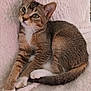 abyssinian, animal, cat, kitten, manx, pet