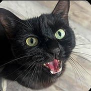 Karma joined the competition — help win amazing prizes! black_cat, cat, close_up, pet, animal, whiskers, green_eyes, open_mouth, teeth, fur, cute, indoor, face, expression, curious, alert, portrait, feline, domestic_animal, wide_eyes