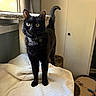 black_cat, cat, indoor, window, curtains, blanket, furniture, door, cat_tree, pet, animal, whiskers, tail, alert, standing, yellow_eyes, collar, domestic_cat, household, cozy