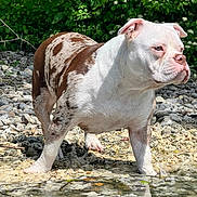 Kylla participe au concours pour gagner de l'argent avec cette photo : animal, bulldog, daylight, dog, ears, fur, greenery, muzzle, nature, outdoor, paws, pet, reflection, riverbank, rocks, snout, spot, standing, water, wet