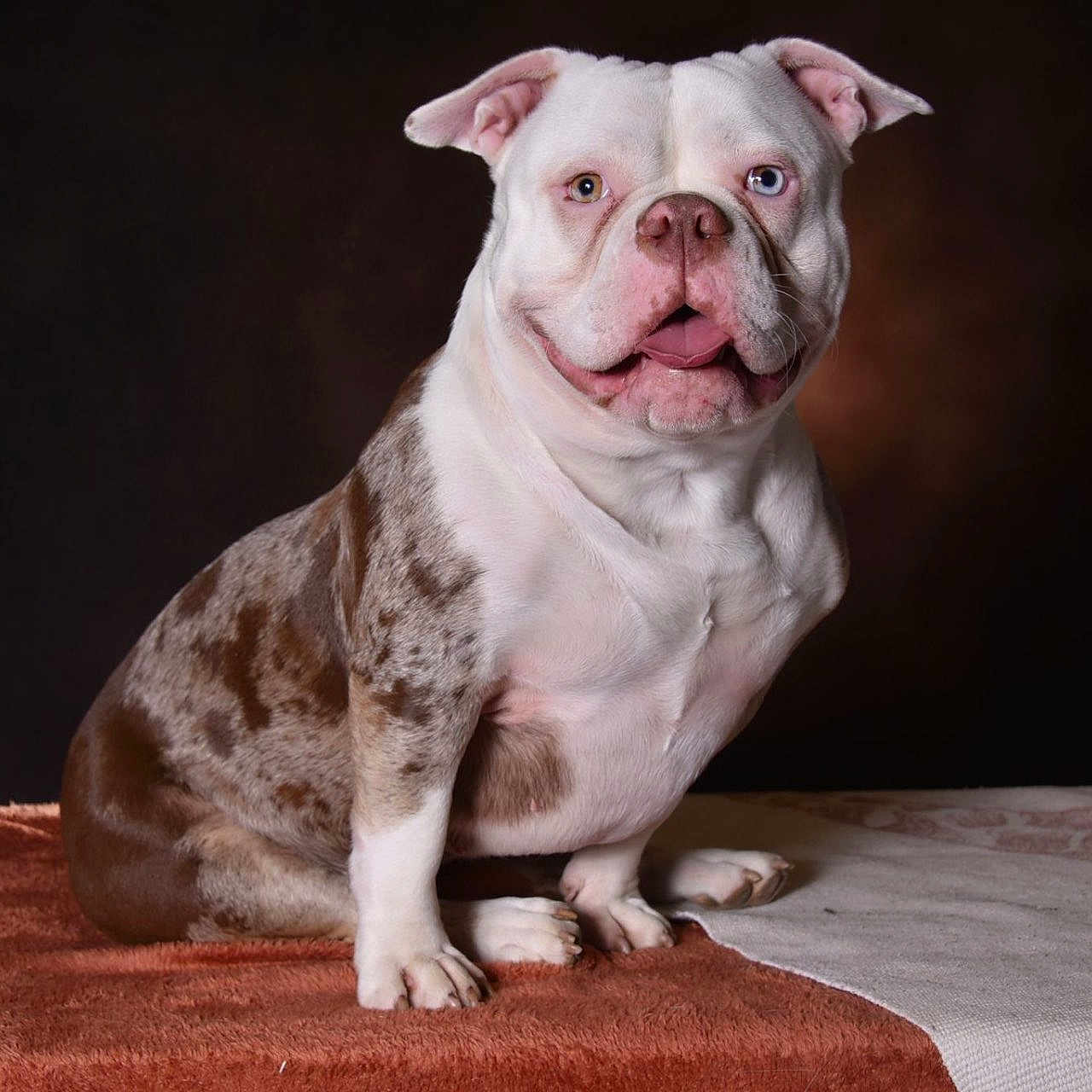 Kylla a rejoint le concours — aidez-le/la à gagner de superbes lots ! animal, blue_eye, brown, canine, cute, dog, domestic_animal, ears, friendly, furry, heterochromia, mammal, nose, paw, pet, portrait, sitting, spotted_coat, studio, white