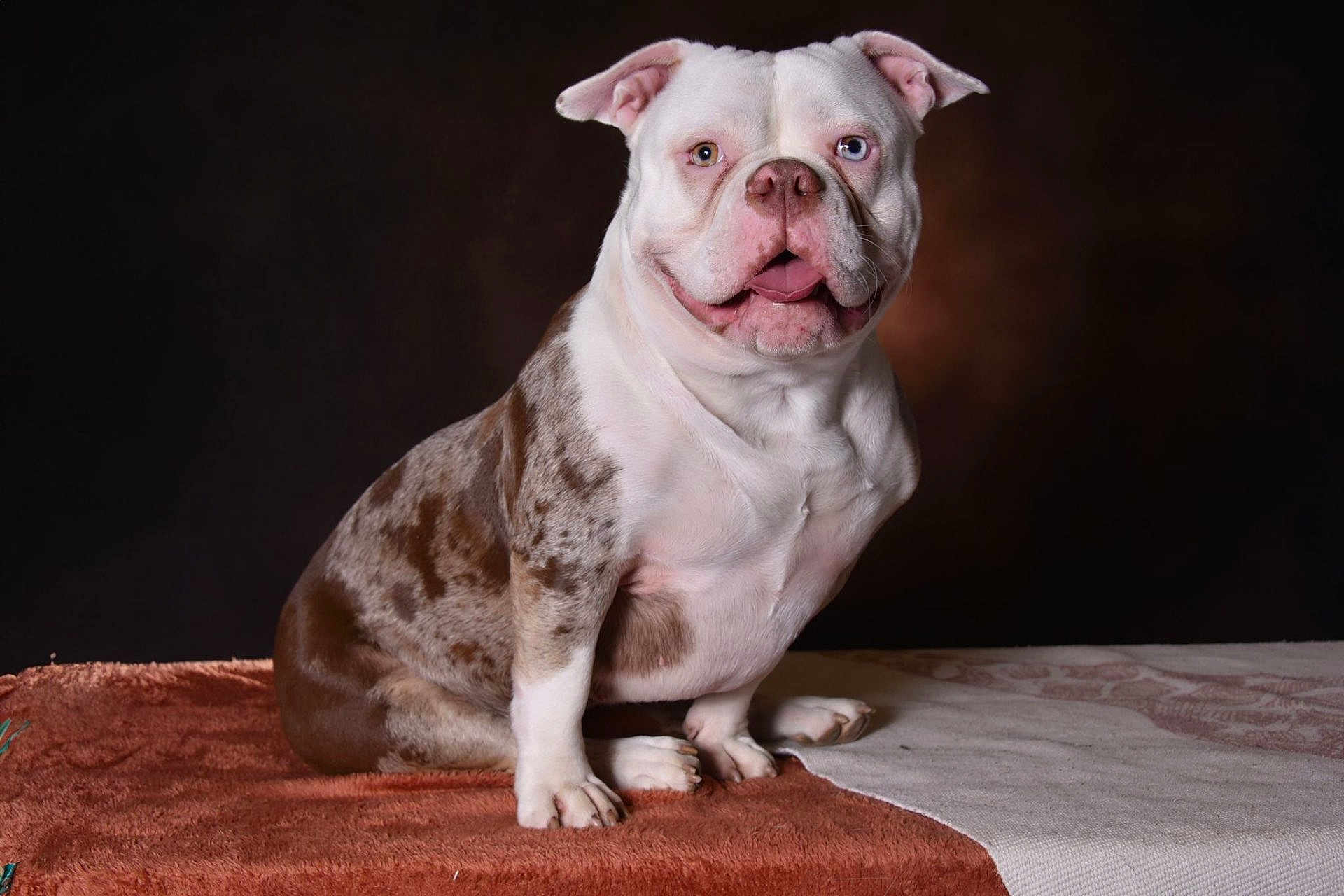 Kylla a rejoint le concours — aidez-le/la à gagner de superbes lots ! animal, blue_eye, brown, canine, cute, dog, domestic_animal, ears, friendly, furry, heterochromia, mammal, nose, paw, pet, portrait, sitting, spotted_coat, studio, white