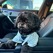Duke joined the competition — help win amazing prizes! dog, shih_tzu, car_interior, hoodie, armrest, passenger_seat, window, stop_sign, dashboard, close_up, black_fur, paws, pet, portrait, seat_belt, cozy, travel, sitting, whiskers, fluffy