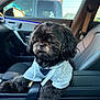 dog, shih_tzu, car_interior, hoodie, armrest, passenger_seat, window, stop_sign, dashboard, close_up, black_fur, paws, pet, portrait, seat_belt, cozy, travel, sitting, whiskers, fluffy