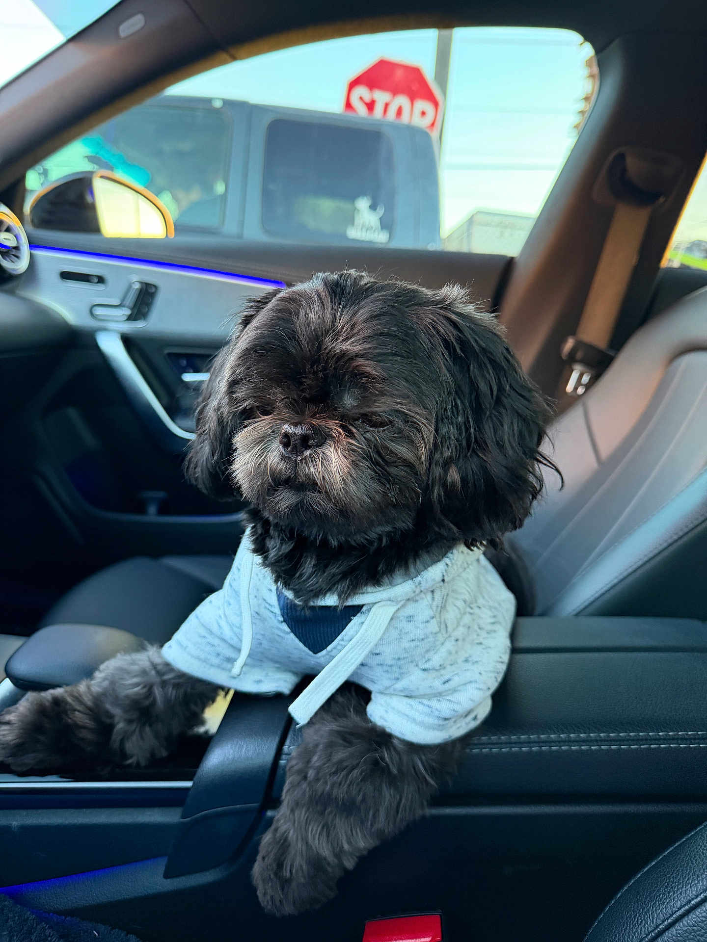 Duke joined the competition — help win amazing prizes! dog, shih_tzu, car_interior, hoodie, armrest, passenger_seat, window, stop_sign, dashboard, close_up, black_fur, paws, pet, portrait, seat_belt, cozy, travel, sitting, whiskers, fluffy