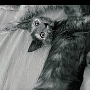 Hermione a rejoint le concours — aidez-le/la à gagner de superbes lots ! animal, bed, cat, close_up, cozy, curious, cute, domestic_animal, ears, eyes, feline, fur, indoor, lying_down, monochrome, pet, portrait, relaxed, soft_focus, whiskers