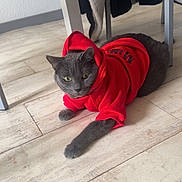 Lola a rejoint le concours — aidez-le/la à gagner de superbes lots ! animal, casual, cat, clothing, cozy, cute, domestic_cat, floor, fur, furniture, gray_cat, hoodie, indoor, indoors, lying_down, pet, red_hoodie, relaxed, table, wooden_floor