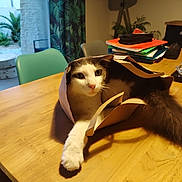 Dolce participe au concours pour gagner de l'argent avec cette photo : cat, chair, cozy, curious, dining_room, domestic, feline, folder, fur, houseplant, indoor, paper_bag, paw, pet, relaxed, stack, stretching, table, whiskers, wood
