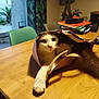 cat, chair, cozy, curious, dining_room, domestic, feline, folder, fur, houseplant, indoor, paper_bag, paw, pet, relaxed, stack, stretching, table, whiskers, wood