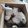 Dolce a rejoint le concours — aidez-le/la à gagner de superbes lots ! animal, cardboard_box, cat, cozy, cute, domestic_animal, feline, fluffy, funny_pose, indoor, paw, pet, playful, relaxed, resting, sleeping, table, tail, whiskers, wood_surface