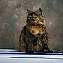 animal, background, calm, cat, close_up, ears, feline, fluffy, fur, green_eyes, indoor, pet, portrait, sitting, striped, studio, thoughtful, tortoiseshell, whiskers, wooden_surface