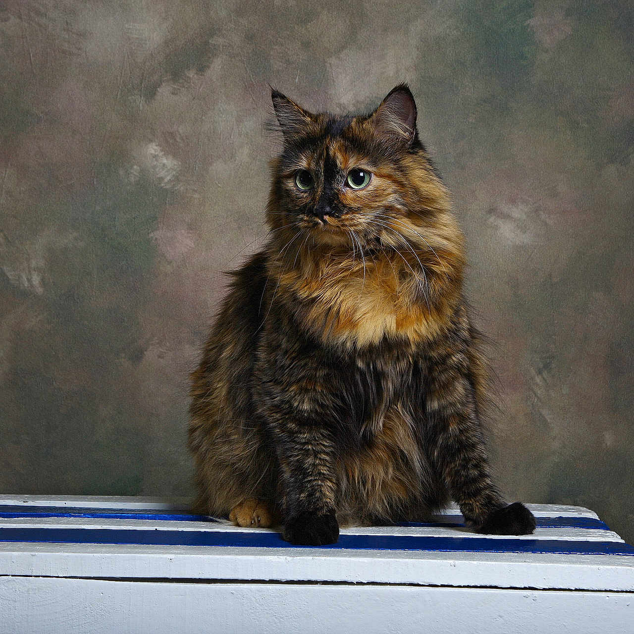Sésame participe au concours pour gagner de l'argent avec cette photo : animal, background, calm, cat, close_up, ears, feline, fluffy, fur, green_eyes, indoor, pet, portrait, sitting, striped, studio, thoughtful, tortoiseshell, whiskers, wooden_surface