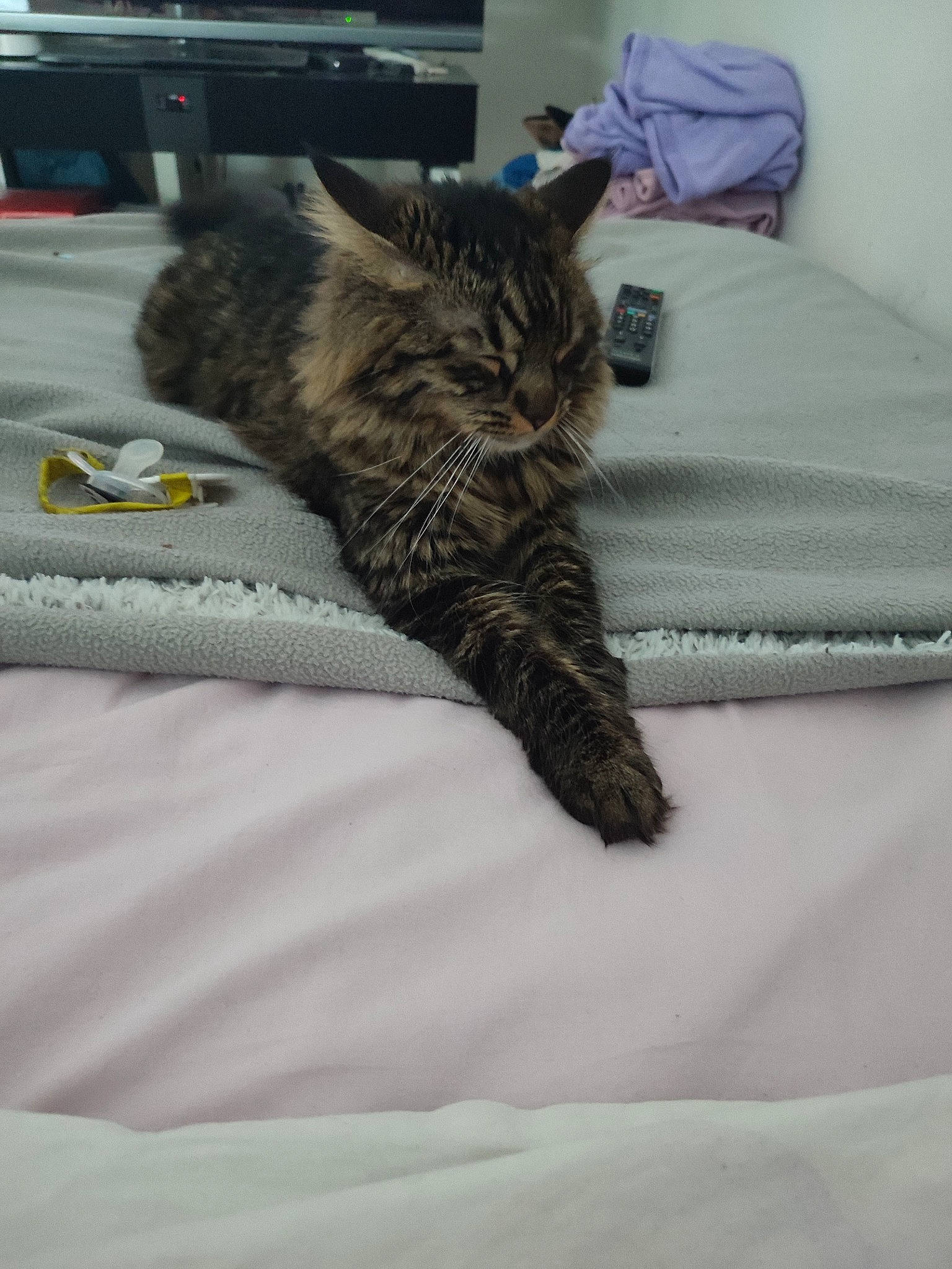 Nox a rejoint le concours — aidez-le/la à gagner de superbes lots ! bed, bed_sheet, bedding, carnivore, cat, comfort, domestic_short_haired_cat, duvet, felidae, fur, grey, linens, nap, room, small_to_medium_sized_cats, snout, tail, terrestrial_animal, textile, whiskers