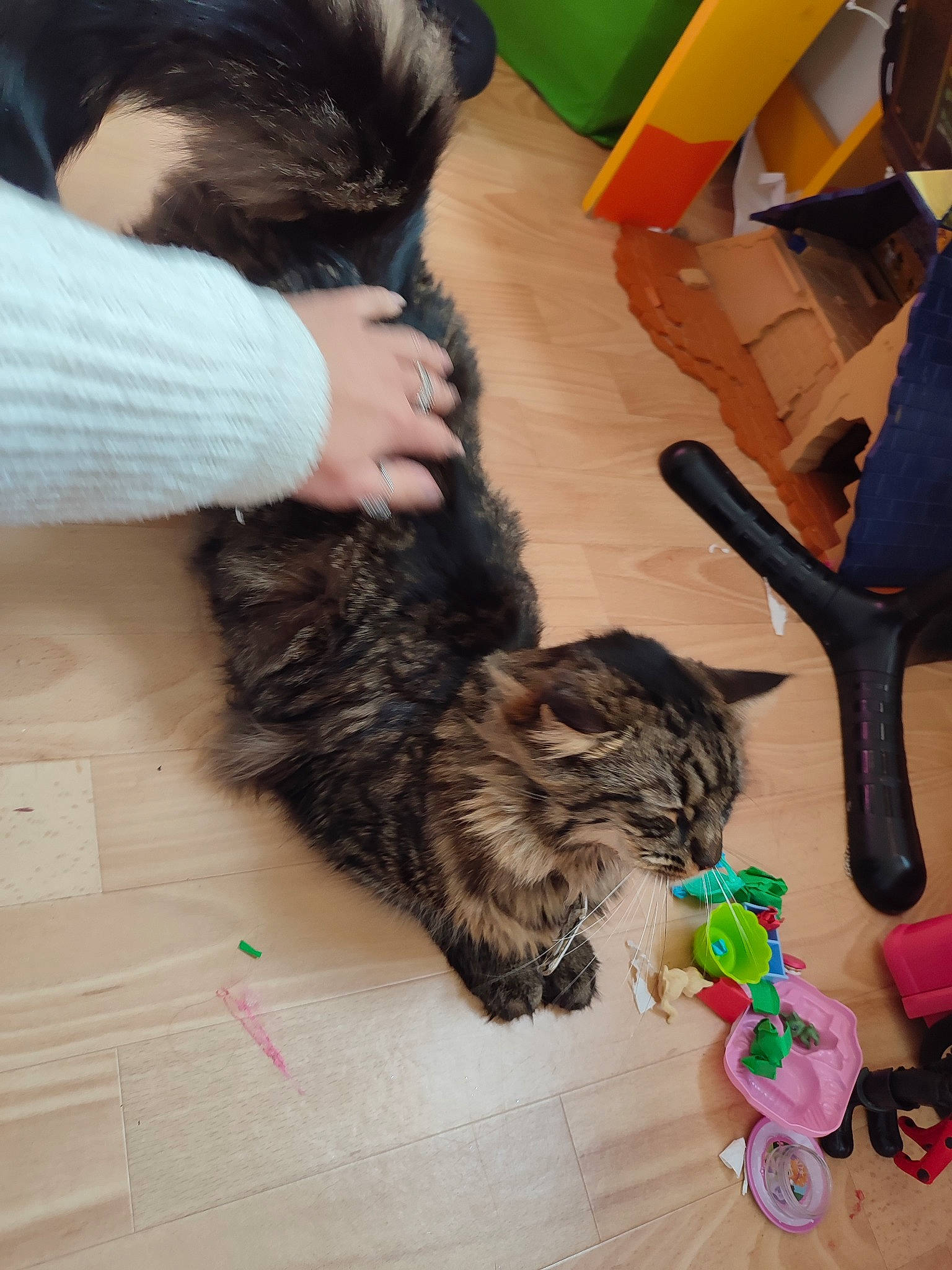 Nox participe au concours pour gagner de l'argent avec cette photo : canidae, carnivore, cat, companion_dog, dog_breed, domestic_short_haired_cat, felidae, flooring, fur, human_leg, lap, mammal, nail, plant, sitting, small_to_medium_sized_cats, sporting_group, tail, thigh, whiskers