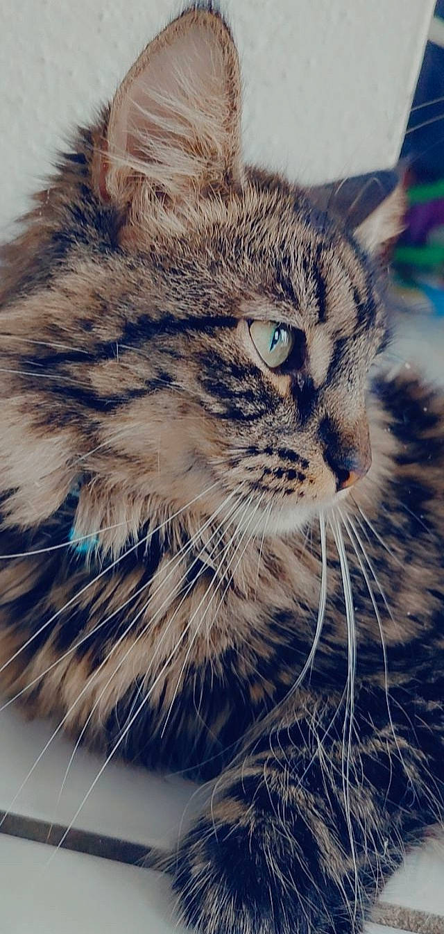 Nox participe au concours pour gagner de l'argent avec cette photo : carnivore, cat, claw, cloud, domestic_short_haired_cat, electric_blue, felidae, fur, grass, meteorological_phenomenon, paw, siberian, sky, small_to_medium_sized_cats, snout, tail, terrestrial_animal, tree, whiskers, wildlife